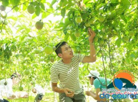 Mộc Châu: Hướng tới xây dựng điểm du lịch nông nghiệp chuyên nghiệp { VTC16}