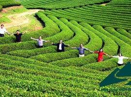 Du lịch nông nghiệp Mộc Châu thu hút khách du lịch
